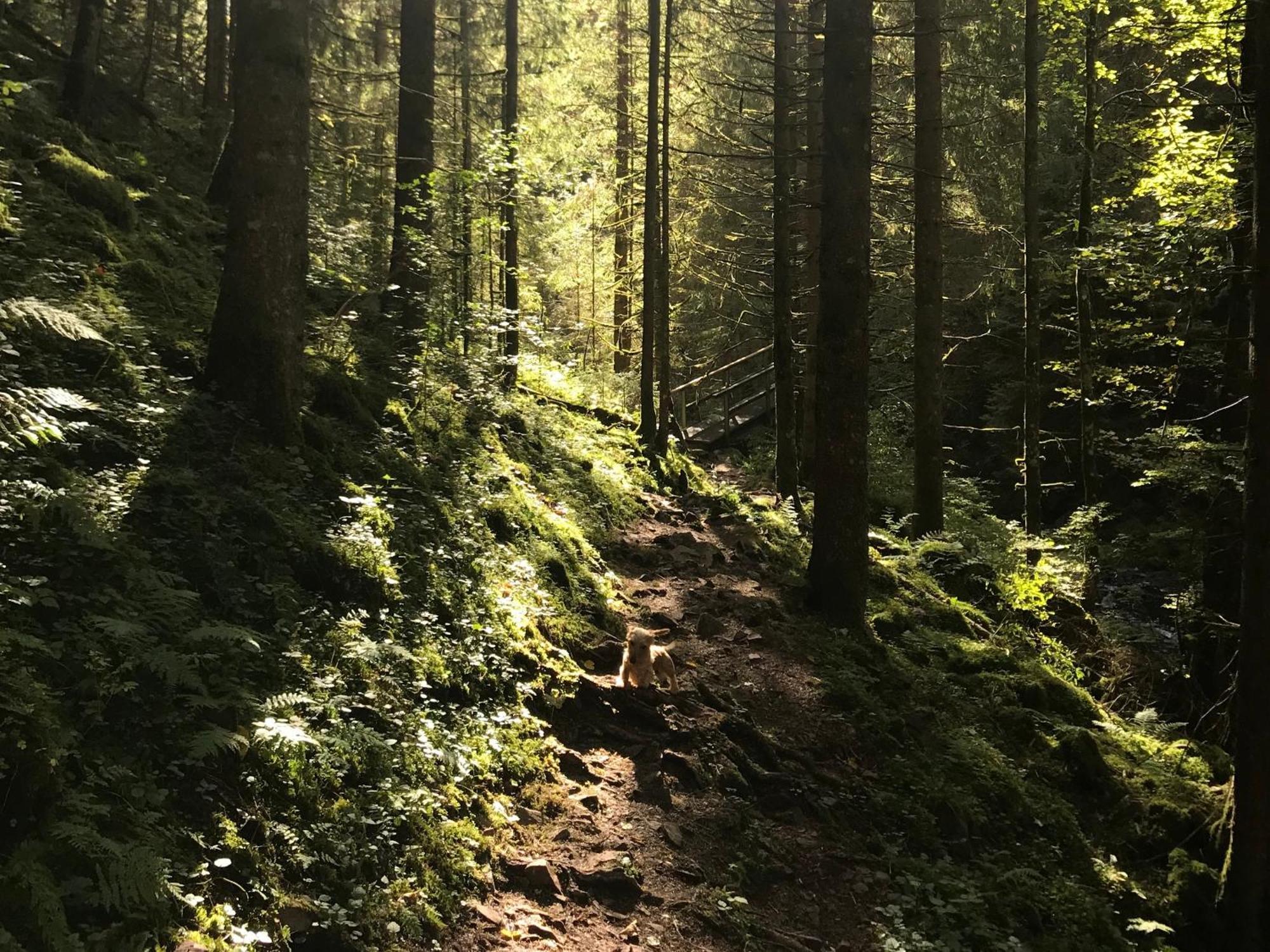 Ferienhaus Robin Titisee-Neustadt Dış mekan fotoğraf